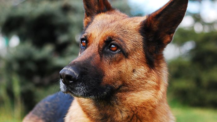 Farejadores de coronavírus: cães detectam COVID-19 em aeroporto na Finlândia - 1