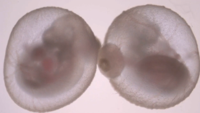 Cientistas criam útero artificial para desenvolver embriões de camundongos - 1