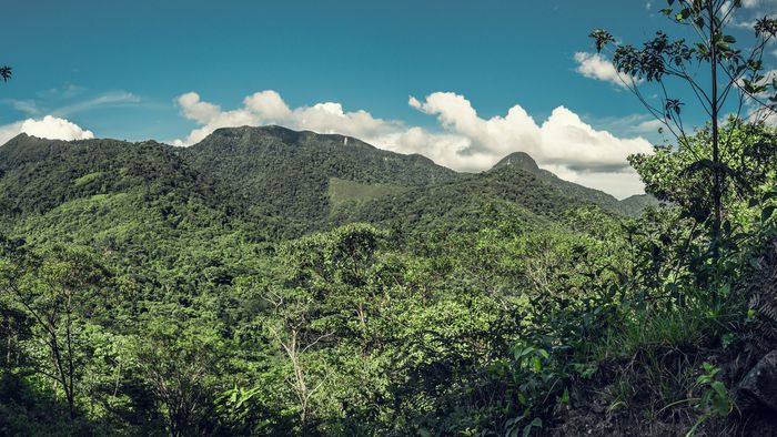 Indígenas usam sistema de alerta precoce para combater desmatamento na Amazônia - 1