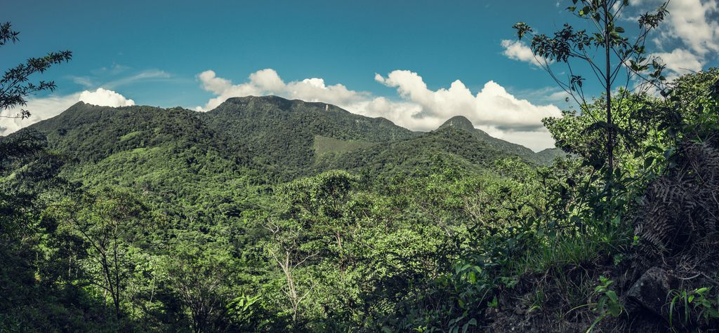 Indígenas usam sistema de alerta precoce para combater desmatamento na Amazônia - 2