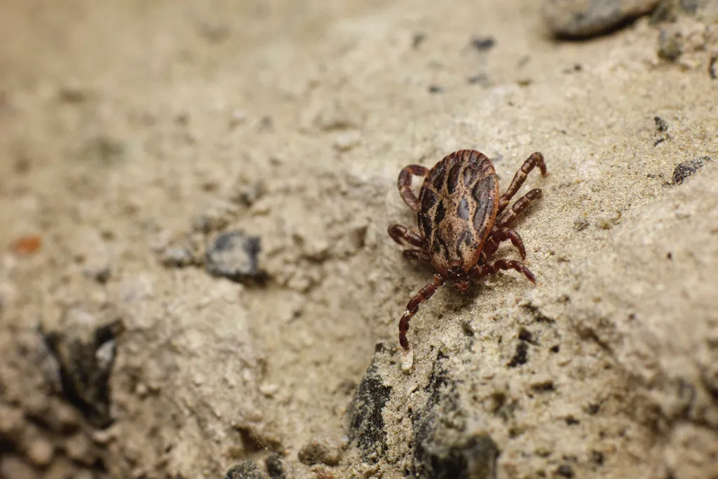 Molécula do carrapato pode se tornar remédio anticoagulante - 2