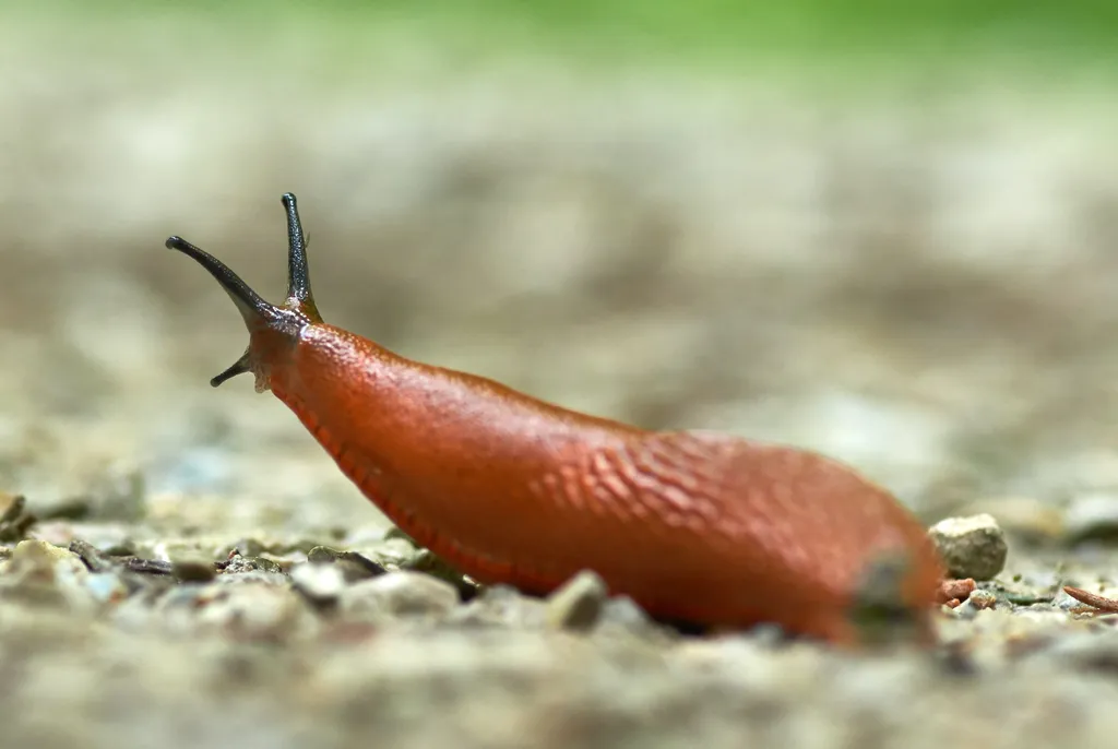 Qual é a diferença entre caracol, caramujo e lesma? - 4