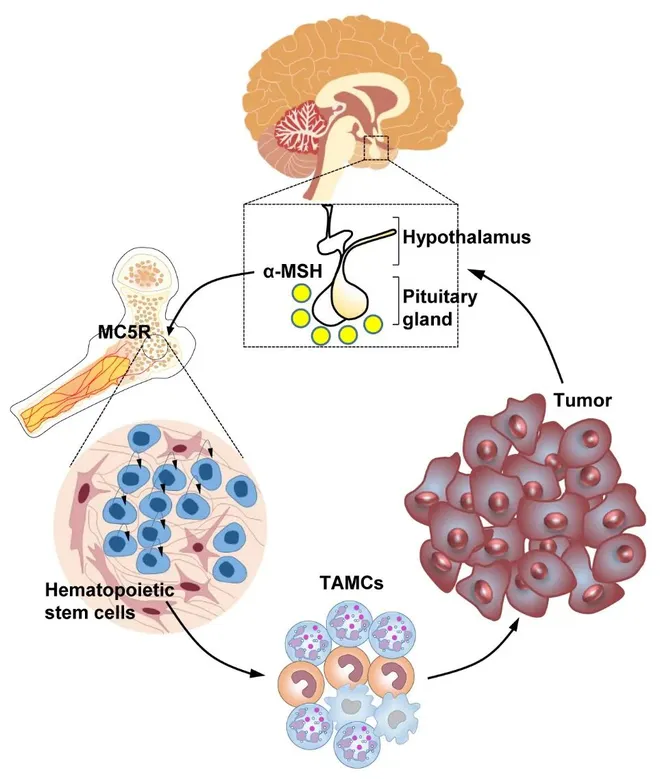 Cientistas trazem avanço no tratamento de imunoterapia contra o câncer - 2