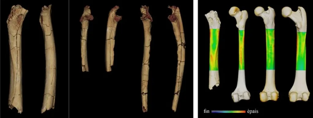 Ossos do Sahelanthropus tchadensis utilizados para determinar se ele era bípede ou não (Imagem: Franck Guy/PALEVOPRIM/CNRS/University of Poitiers)