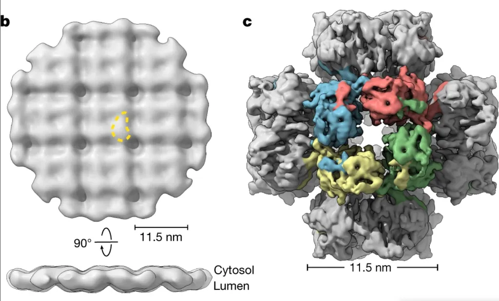 Reconstrução em laboratório do núcleo viral dos fagos, mostrando o formato reticular quadrado, parecido com um escudo (Imagem: Laughlin et al./Nature)