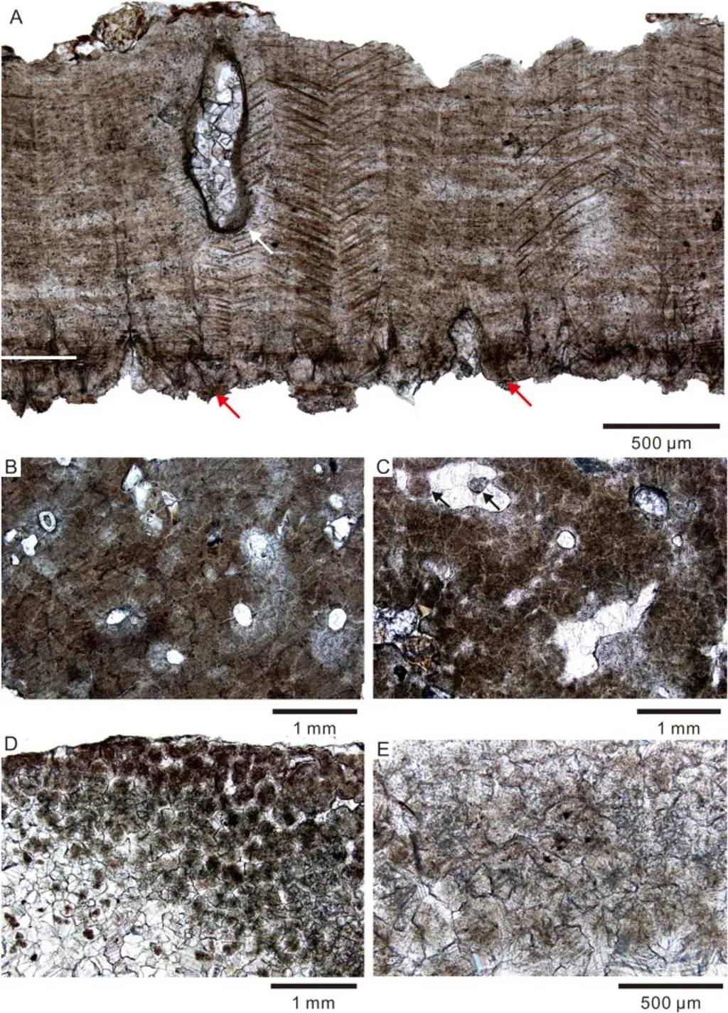 Microestruturas na casca do Shixingoolithus qianshanensis os permitem diferenciar de outros ovos de dinossauro (Imagem: He et al./Journal of Paleogeography)