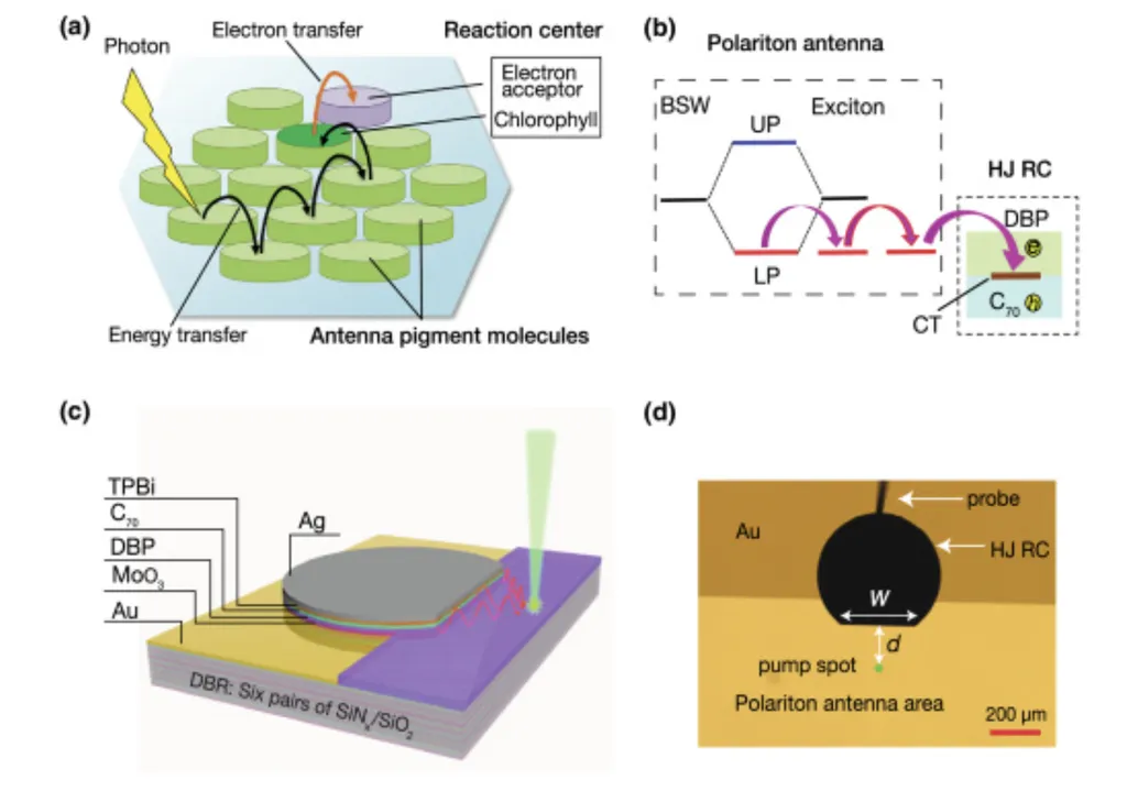 Cientistas copiam fotossíntese para melhorar desempenho de painéis solares - 3