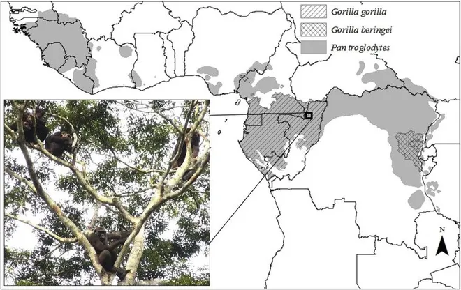 Chimpanzés e gorilas podem ser amigos na natureza - 2