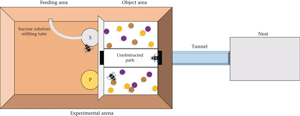 Ambiente feito para verificar se as abelhas de fato brincam sem incentivo (Imagem: Dona et al./Animal Behaviour)