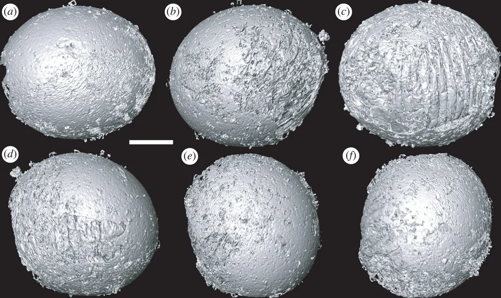 Análise tomográfica do embrião Markuelia hunenensis, mostrando detalhes do seu exterior (Imagem: Dong et al./Royal Society Open Science)