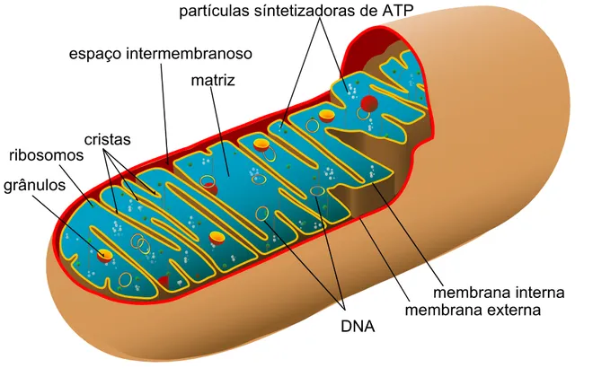 Diagrama de uma mitocôndria, organela responsável pela síntese de ATP em nossas células (Imagem: Mariana Ruiz/Wikimedia Commons)