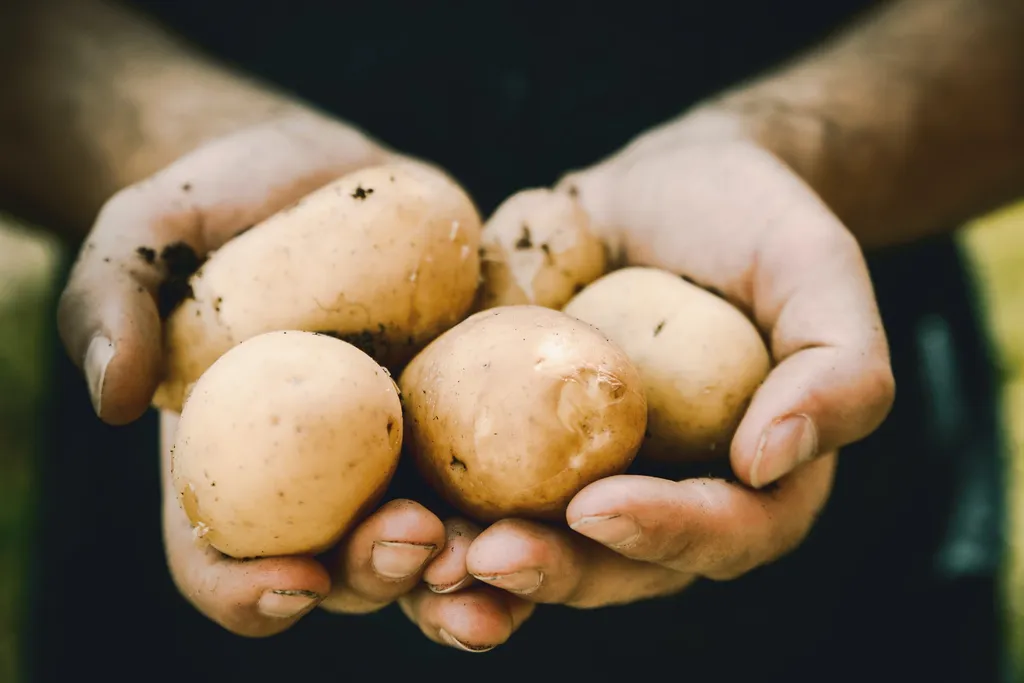 Batatas, tomates e outros Solanaceae produzem substância com muito potencial para tratar o câncer (Imagem: Jeshoots/Unsplash)