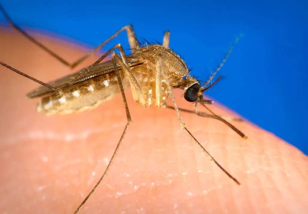 Culex quinquefasciatus, o pernilongo comum: só tem uma cor e é menor do que o mosquito da dengue (Imagem: James Gathany, USCDCP/Domínio Público)