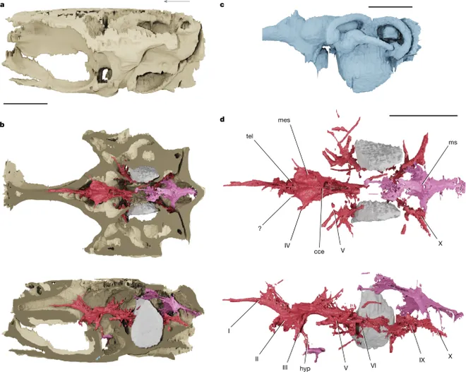 Brasileiro descobre cérebro de vertebrado mais antigo do mundo - 2