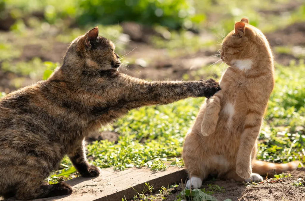 Os gatos e os ratos estão entre os principais vetores do patógeno, mas frisamos mais uma vez: a culpa não é deles, e sim da nossa falta de políticas públicas e cuidados com o meio-ambiente! (Imagem: vozdvizhenskayadina/Envato)