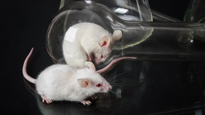 Cientistas induzem camundongos à ansiedade com estímulos cardíacos - 1