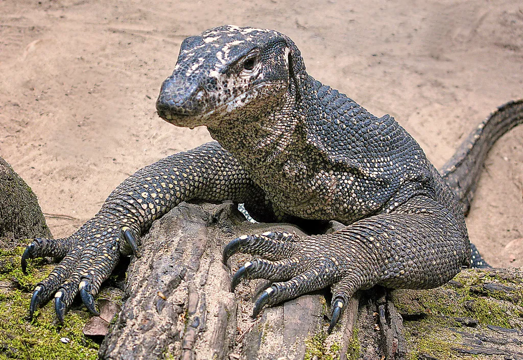 A águia gigante da Austrália teria caçado grandes animais do continente, como os lagartos-monitores (Imagem: Ray in Manila/CC-BY-2.0)