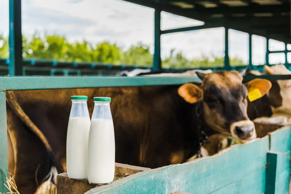 Beber leite de vaca natural e não processado faz mal para a saúde? - 3