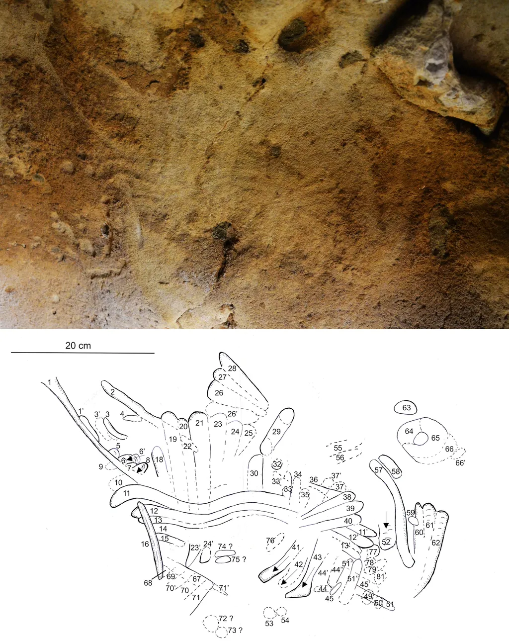 Parede da caverna na França contendo a arte rupestre mais antiga do mundo, feita por neandertais, e uma cópia gerada pelos cientistas mostrando a complexidade das gravuras (Imagem: Marquet et al/PLOS One)