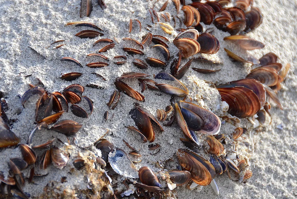 Mexilhões marrons foram uma das espécies em que os cientistas mediram a presença de microplásticos no estuário de Santos (Imagem: Olga Ernst/Wikimedia Commons)