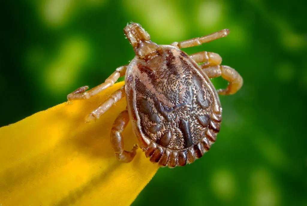 Febre maculosa afeta sistema nervoso, pode causar paralisia e até coma - 4