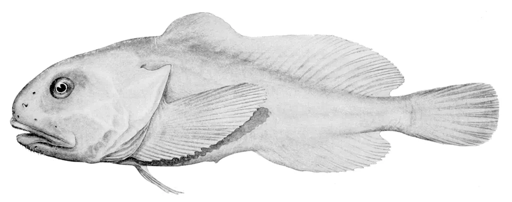 O Psychrolutes marcidus, mais conhecido como peixe-bolha ou blobfish, tem uma aparência bastante ordinária em seu habitat natural, mas é famoso por ser muito feio quando a ausência da pressão marinha desmonta seu corpo (Imagem: Alan Riverstone McCulloch/Domínio Público)