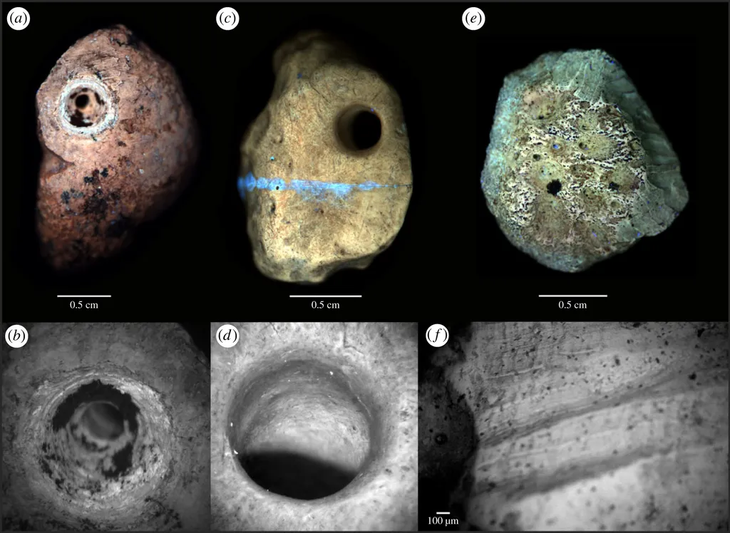 As análises envolveram comparar os osteodermos com peças roídas por roedores, mostrando que os buracos nos ossos de preguiças gigantes só poderiam ter sido feitos por humanos (Imagem: Pansani et al./PoTS Biological Sciences)