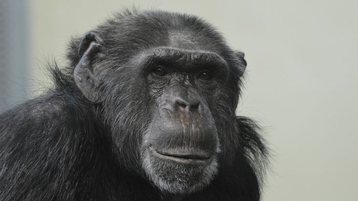 A história de Washoe, 1ª chimpanzé a aprender linguagem humana de sinais - 1