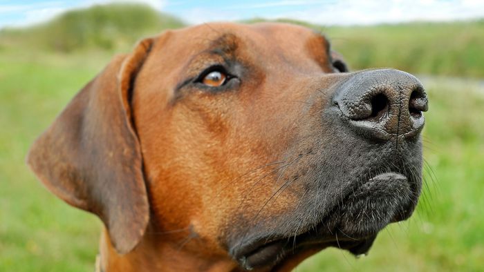 Cães farejam câncer? 10 doenças identificáveis pelo olfato canino - 1