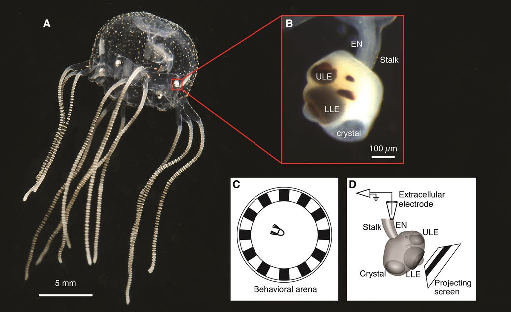 Detalhes do sistema nervoso ropalial, que concentra neurônios em quatro regiões com olhos e permite que a água-viva aprenda — em branco, detalhes do experimento científico (Imagem: Bielecki et al./Current Biology)