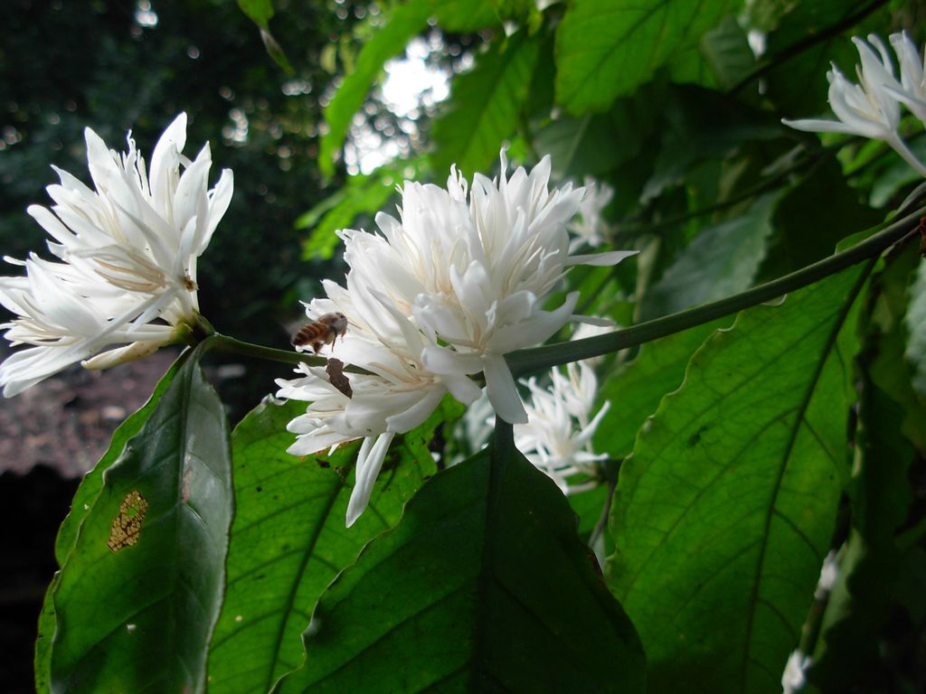 Quase todas as criaturas vivas do planeta dependem ecologicamente das flores atualmente — é um case de sucesso de um clado que conseguiu se adaptar e até diversificar mais a partir de um grande evento de extinção (Imagem: Noblevmy at Malayalam Wikipedia/CC-BY-3.0)