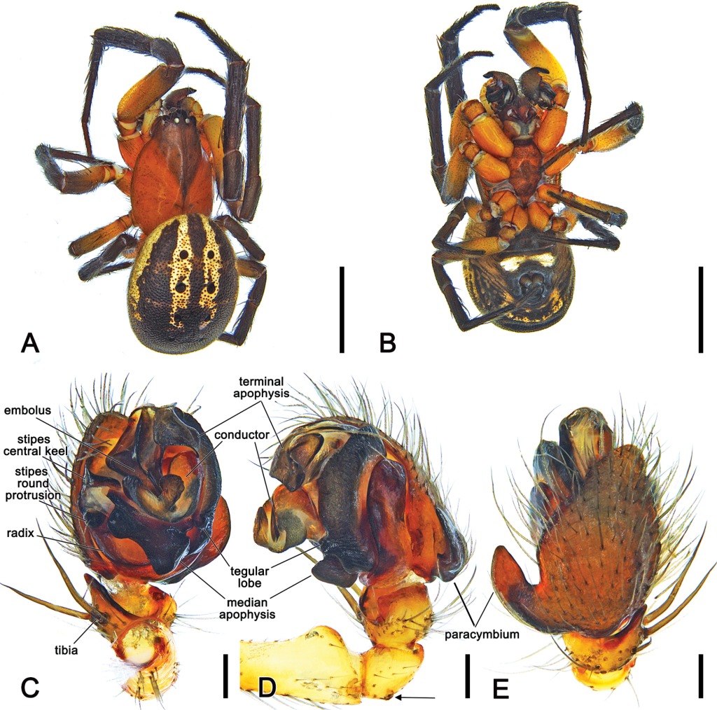 Imagem da espécie de aranha recém-descoberta