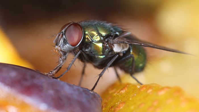 Como a mosca-da-fruta evoluiu nos últimos 200 anos? - 1