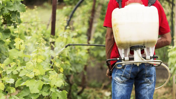 Anvisa: 25% dos alimentos vegetais têm agrotóxicos acima do limite - 1