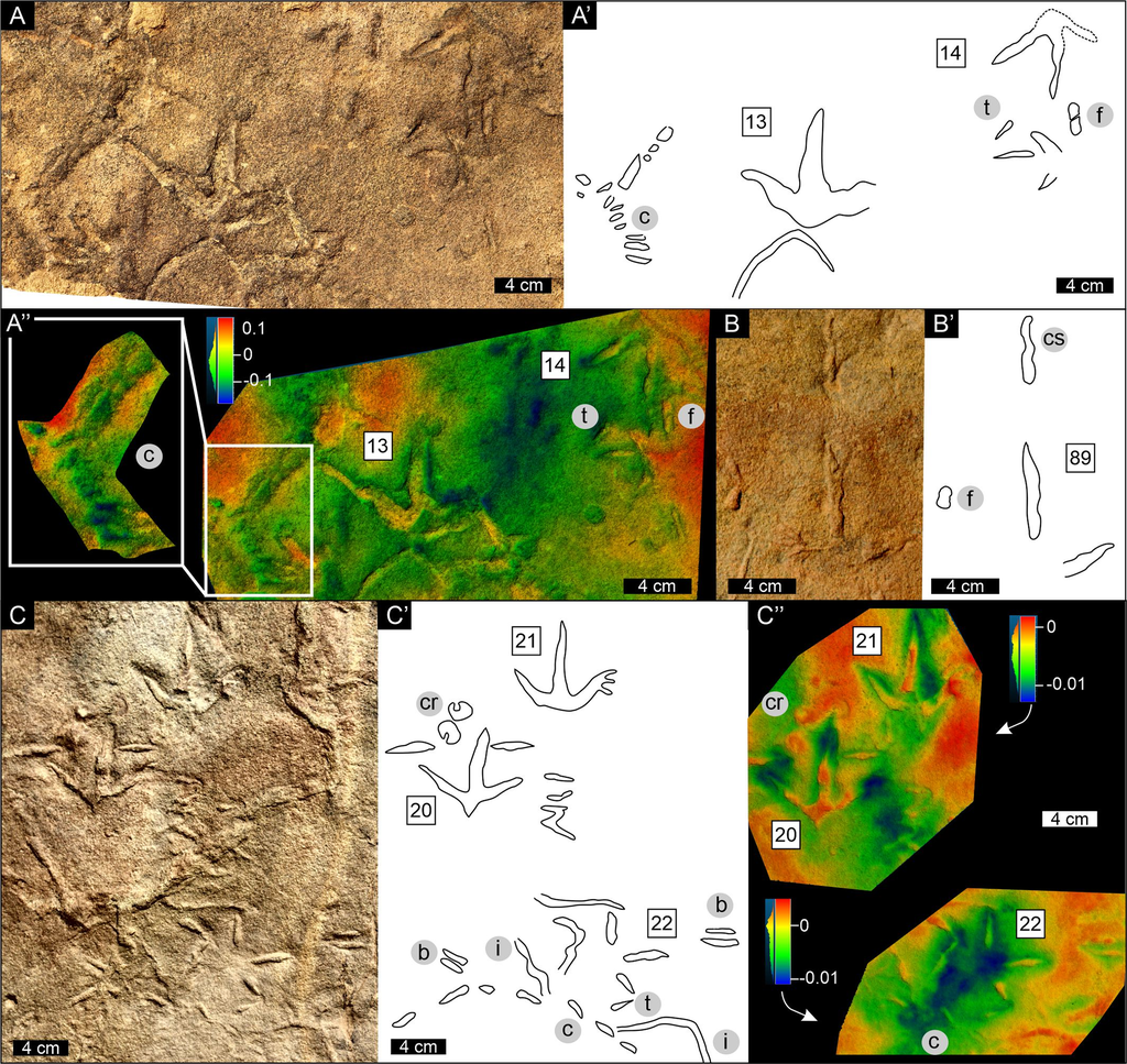 Análises das pegadas semelhantes às de aves revelaram que podem ter sido feitas por dinossauros primitivos, antes de se diferenciarem o bastante para se tornarem pássaros (Imagem: Abrahams, Bordy/PLoS One)