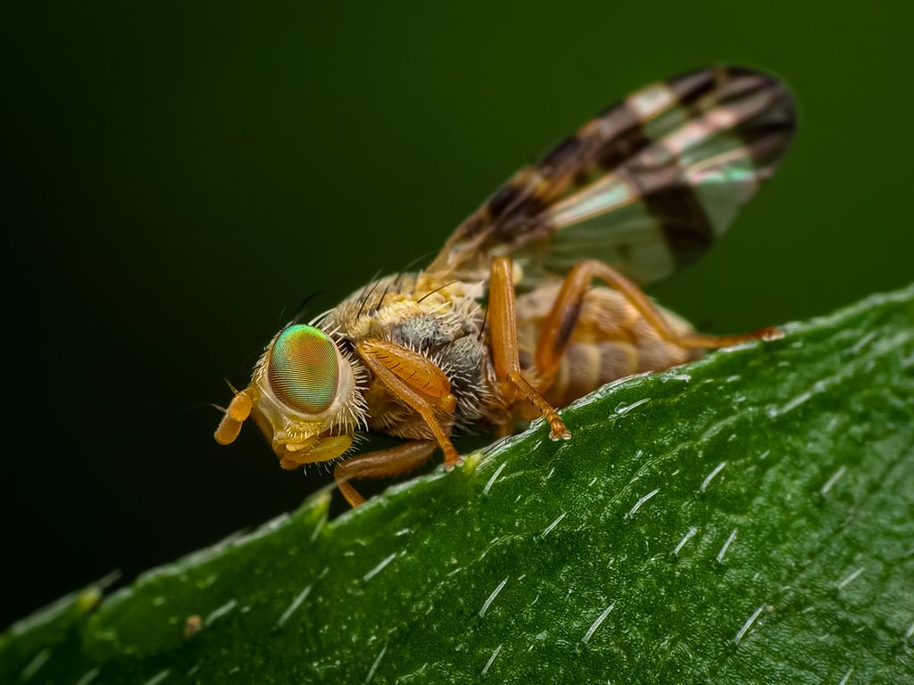 Comer menos calorias aumenta a expectativa de vida em qualquer idade - 2