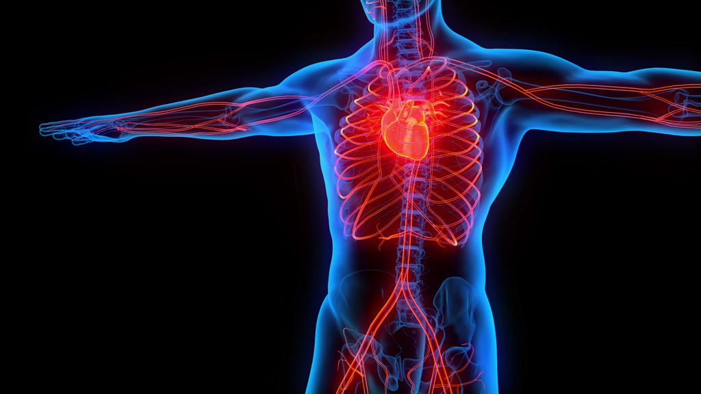 Como é feito o transplante de órgãos entre espécies diferentes - 3