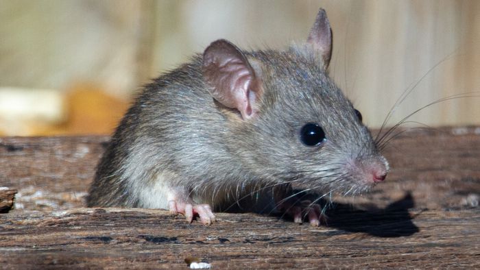 Imagens inéditas revelam espécie de rato gigante com quase meio metro - 1