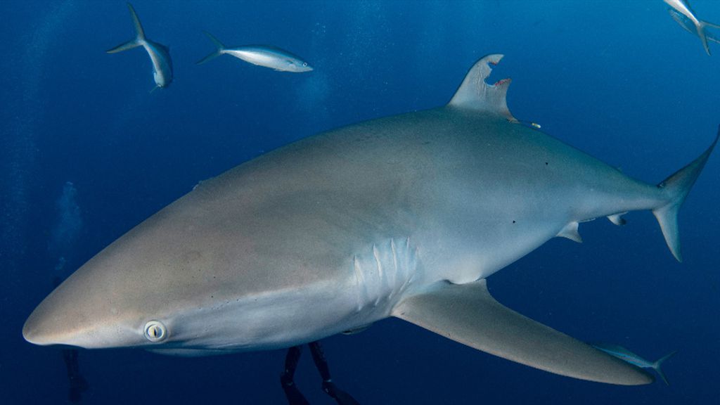 A primeira fotografia do tubarão-seda ferido, tirada em julho de 2022 (Imagem: Josh Schellenberg/Journal of Marine Sciences)