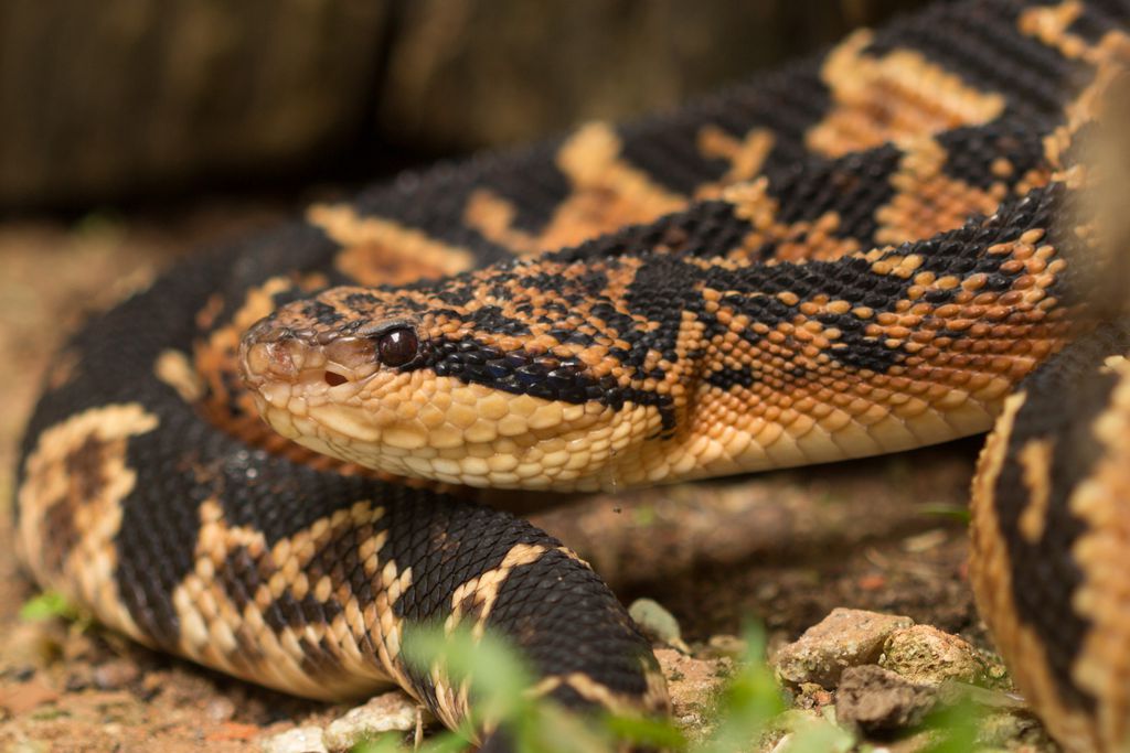 Proteína encontrada no veneno da surucucu pode ajudar hipertensos - 2