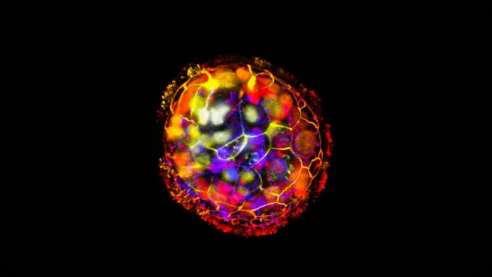 Robô biológico estimula o crescimento de novos neurônios - 1