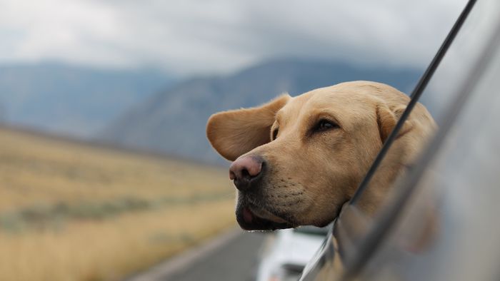 Uber Pet volta ao Brasil para transporte de cães e gatos - 1