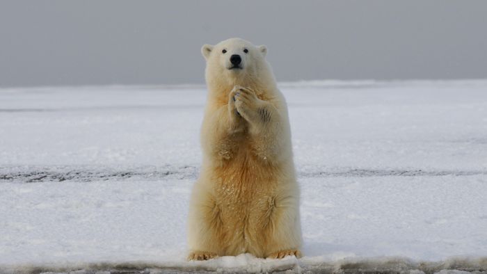 Gripe aviária acende novo alerta após morte de urso-polar - 1