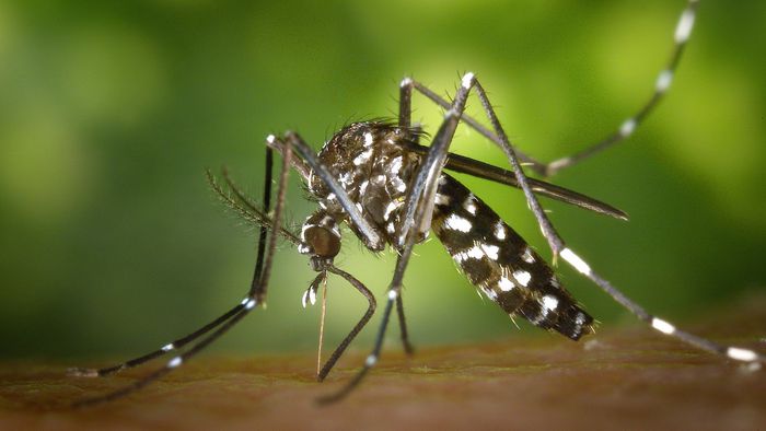 Mosquitos da dengue com bactéria podem resolver surtos no mundo todo - 1