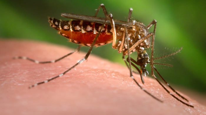 Como se proteger da dengue enquanto a vacina não chega? - 1