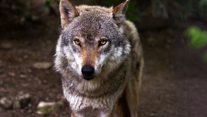 Lobos de Chernobyl desenvolvem resistência ao câncer - 1