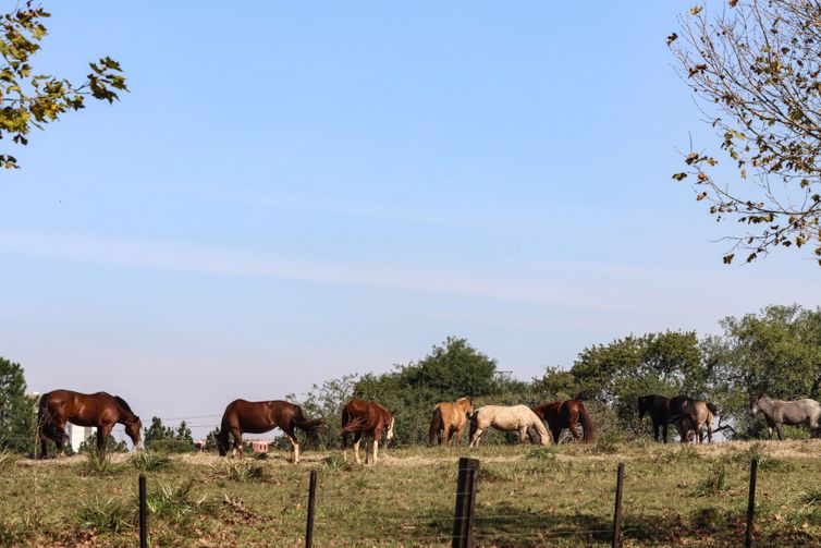 Canoas (RS), 21/05/2024 – CHUVAS/ RS - ANIMAIS - Cerca de 70 cavalos retirados das enchentes foram enviados para ULBRA, em Canoas. Foto: Rafa Neddermeyer/Agência Brasil