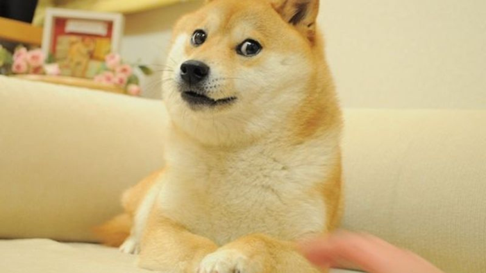 Cachorra do meme Doge morre no Japão aos 18 anos - 1