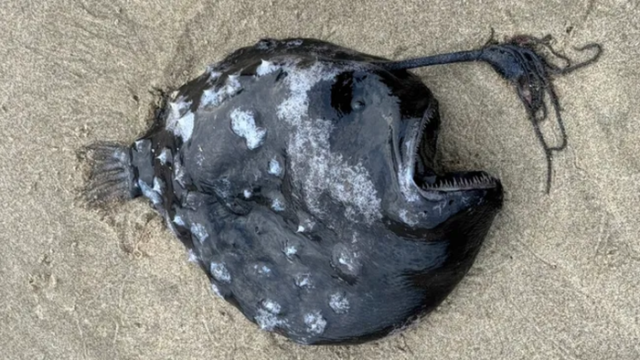 Fêmea de raríssimo peixe-futebol é achado em praia dos Estados Unidos - 1