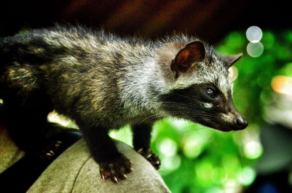 Diversos vírus podem passar a ser preocupantes a partir do ponto em que pulam dos animais para nós, o que pode ser causado por mudanças climáticas, por exemplo (Imagem: Twenty20photos/Envato Elements)